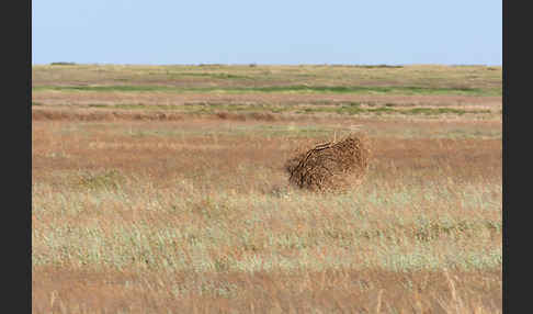 Kasachstan (Kazakhstan)