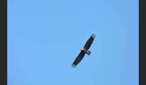 Kaiseradler (Aquila heliaca)