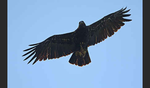 Kaiseradler (Aquila heliaca)