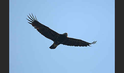 Kaiseradler (Aquila heliaca)