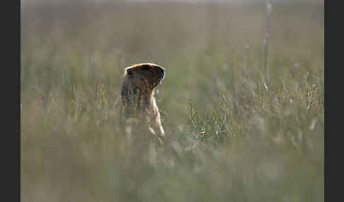 Steppenmurmeltier (Marmota bobak)