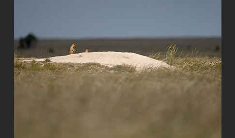 Steppenmurmeltier (Marmota bobak)