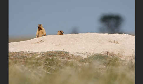 Steppenmurmeltier (Marmota bobak)