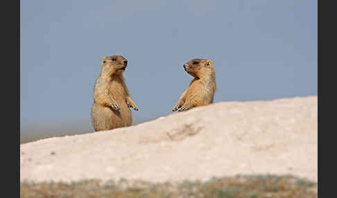 Steppenmurmeltier (Marmota bobak)