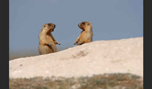 Steppenmurmeltier (Marmota bobak)