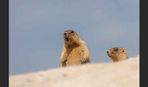 Steppenmurmeltier (Marmota bobak)