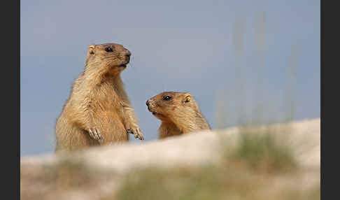 Steppenmurmeltier (Marmota bobak)