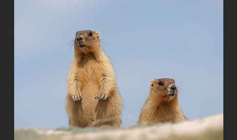 Steppenmurmeltier (Marmota bobak)