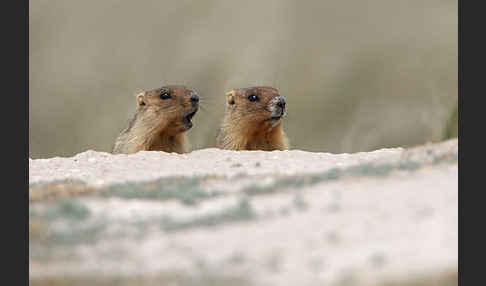 Steppenmurmeltier (Marmota bobak)