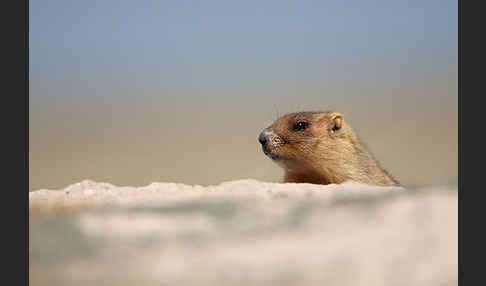 Steppenmurmeltier (Marmota bobak)