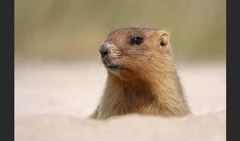 Steppenmurmeltier (Marmota bobak)