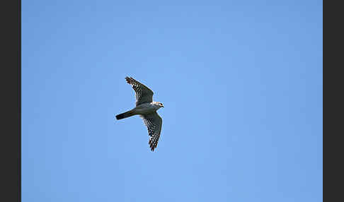 Merlin (Falco columbarius)