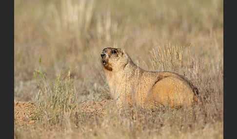 Steppenmurmeltier (Marmota bobak)