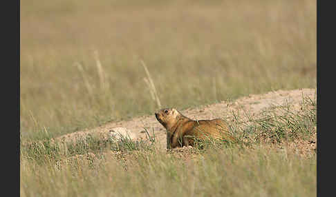 Steppenmurmeltier (Marmota bobak)