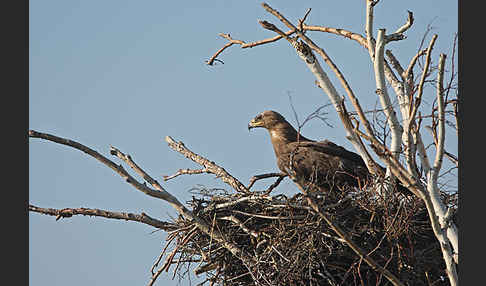 Steppenadler (Aquila nipalensis)