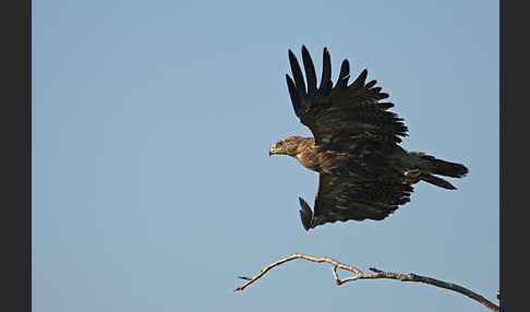 Steppenadler (Aquila nipalensis)