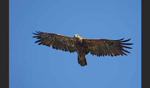 Steppenadler (Aquila nipalensis)