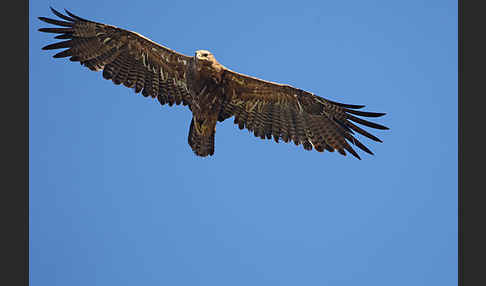 Steppenadler (Aquila nipalensis)