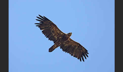 Steppenadler (Aquila nipalensis)