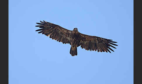 Steppenadler (Aquila nipalensis)