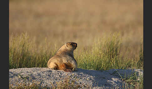 Steppenmurmeltier (Marmota bobak)