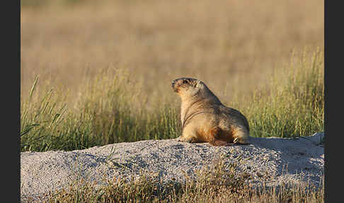 Steppenmurmeltier (Marmota bobak)