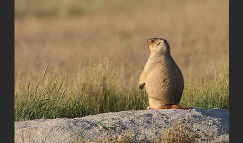 Steppenmurmeltier (Marmota bobak)