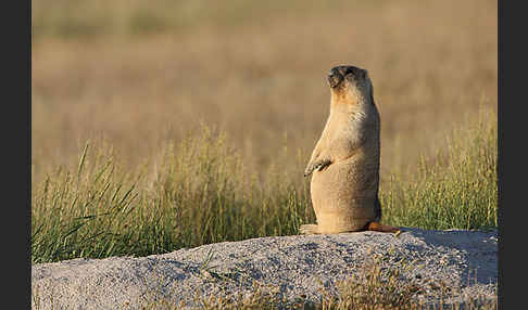 Steppenmurmeltier (Marmota bobak)