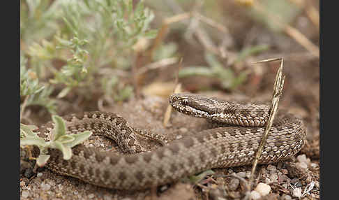 Steppenotter (Vipera renardi)