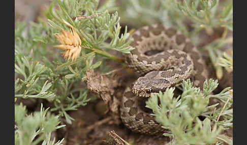 Steppenotter (Vipera renardi)