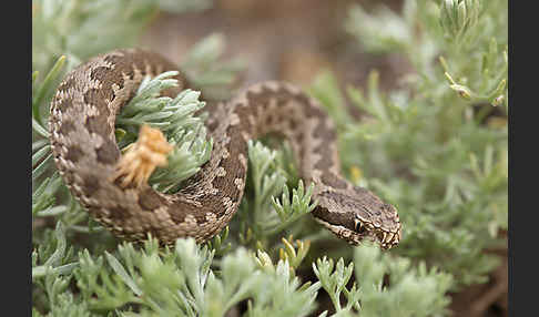 Steppenotter (Vipera renardi)