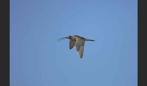 Großer Brachvogel (Numenius arquata)