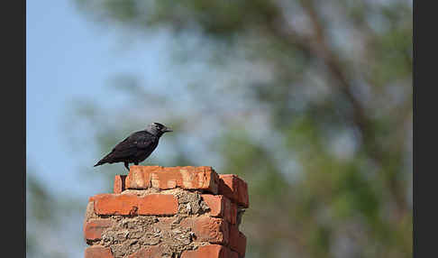 Dohle (Corvus monedula)