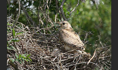 Merlin (Falco columbarius)