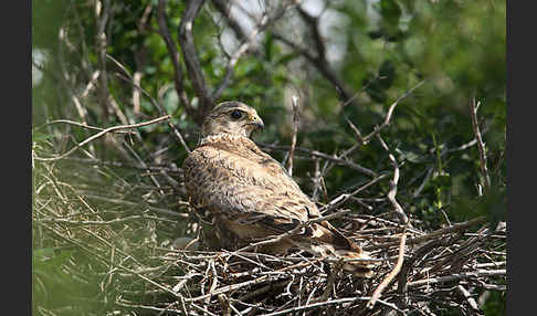 Merlin (Falco columbarius)