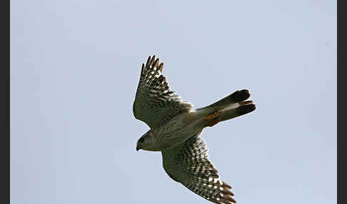 Merlin (Falco columbarius)