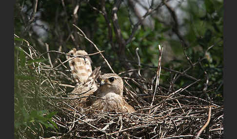 Merlin (Falco columbarius)