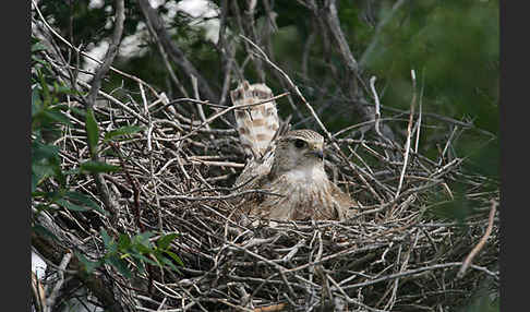 Merlin (Falco columbarius)