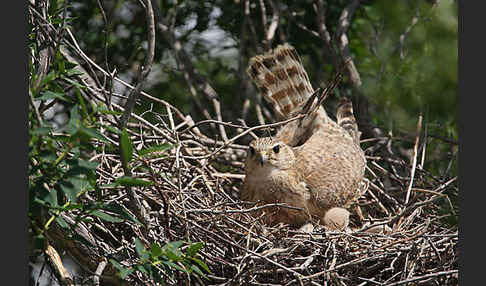 Merlin (Falco columbarius)