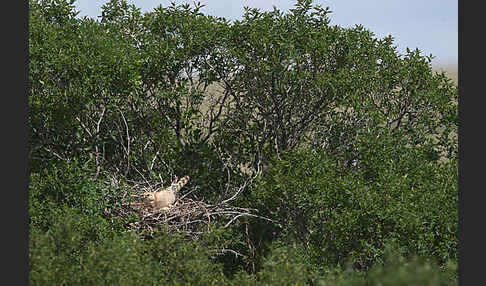 Merlin (Falco columbarius)