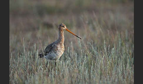 Uferschnepfe (Limosa limosa)