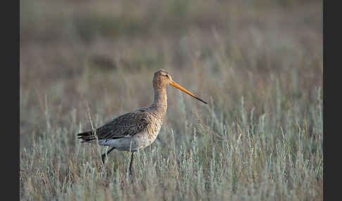 Uferschnepfe (Limosa limosa)