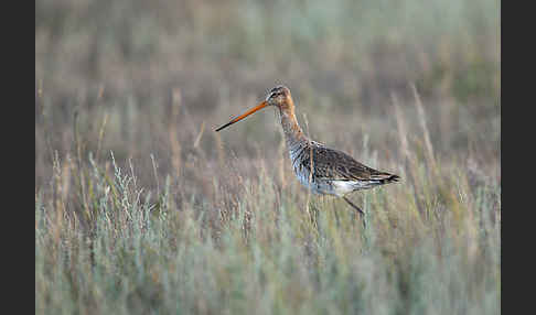 Uferschnepfe (Limosa limosa)