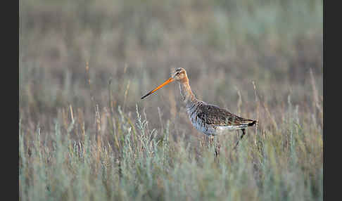 Uferschnepfe (Limosa limosa)