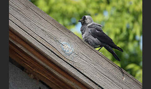 Dohle (Corvus monedula)