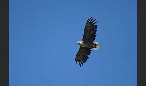 Seeadler (Haliaeetus albicilla)