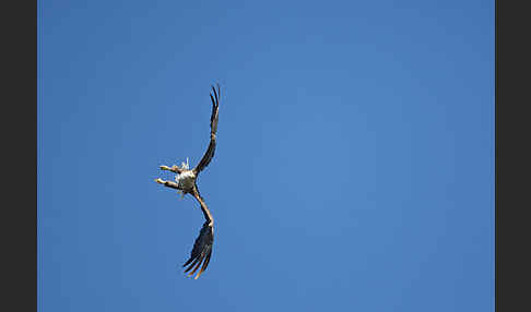 Seeadler (Haliaeetus albicilla)