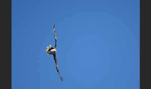 Seeadler (Haliaeetus albicilla)