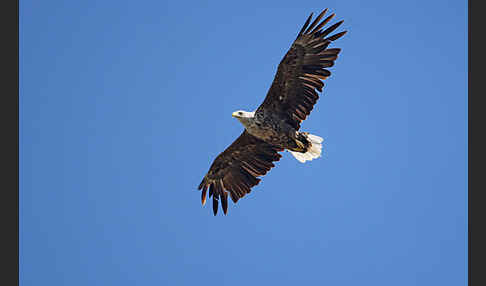 Seeadler (Haliaeetus albicilla)