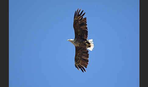 Seeadler (Haliaeetus albicilla)